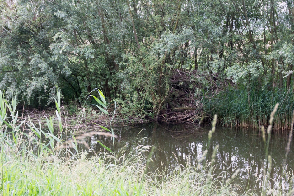 Mijn eigen beverburcht - Zoogdieren - 