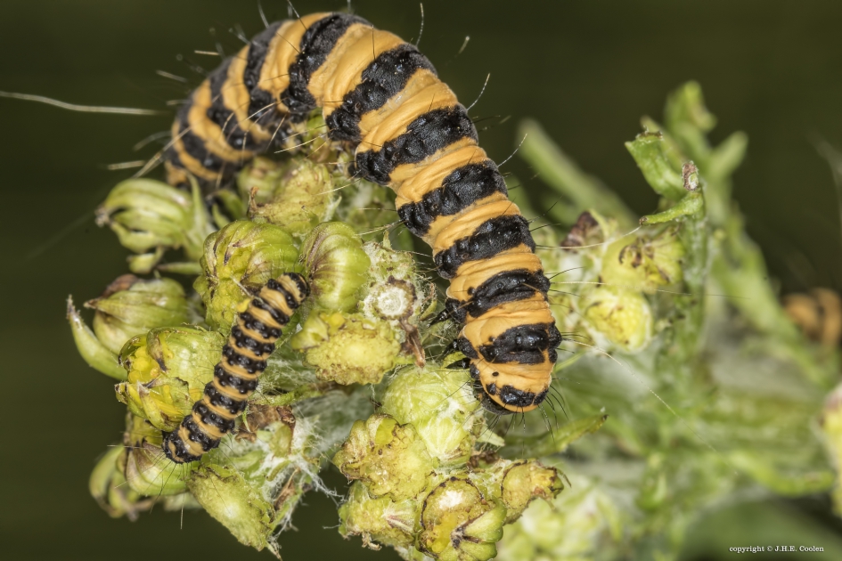 Mini en Maxi - Geleedpotigen - St. Jacobsvlinder