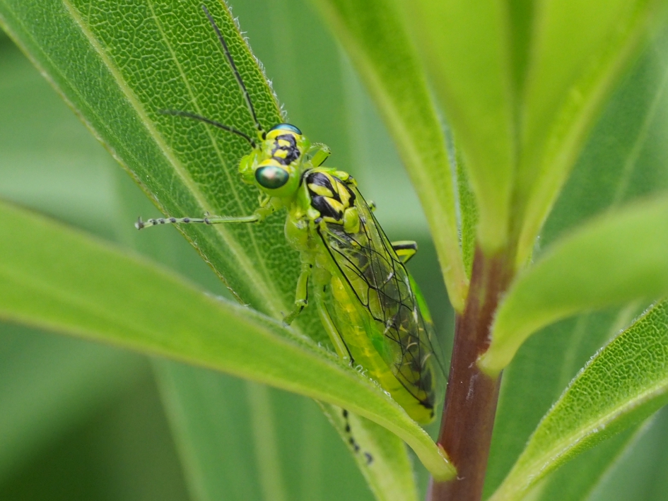 Mooi beestje - Geleedpotigen - Groene bladwesp