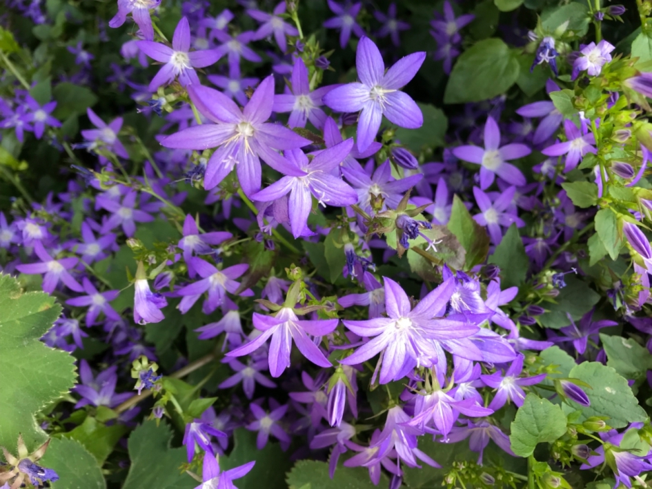 Mooi blauw, klokjesbloem - Planten - 