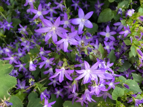 Mooi blauw, klokjesbloem