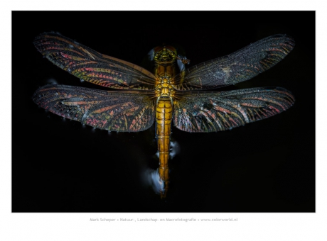 Mooi dood is niet lelijk...