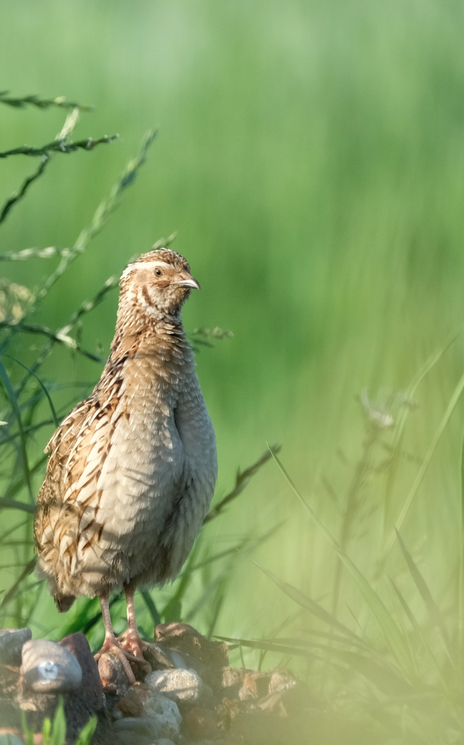 Mooie kwartel - Vogels - Kwartel