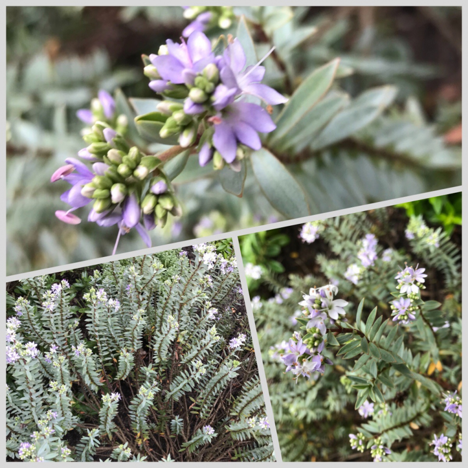 Vetkruid of een van de hebesoorten... - Planten - 