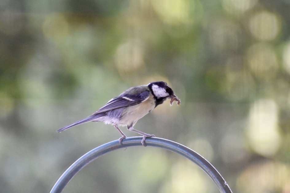 Een beetje vermoeid van al dat voeren.. - Vogels - 