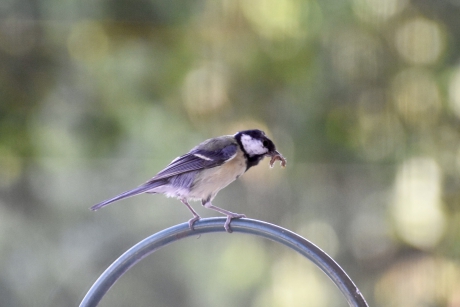 Een beetje vermoeid van al dat voeren..