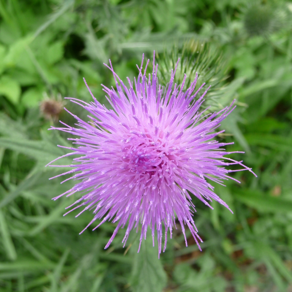 Distel - Planten - 