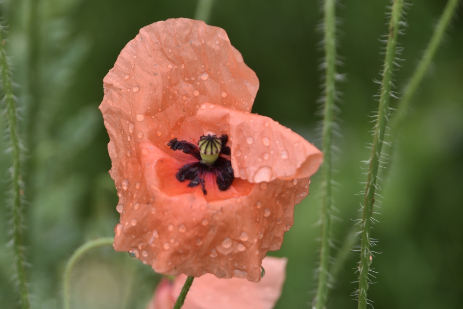 Na de regen - Planten - 