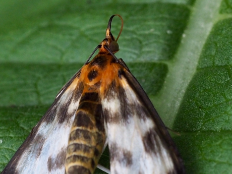 Na een zware regenbui
