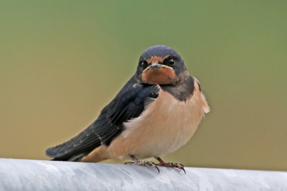 Nee, ik ben niet boos.... - Vogels - 