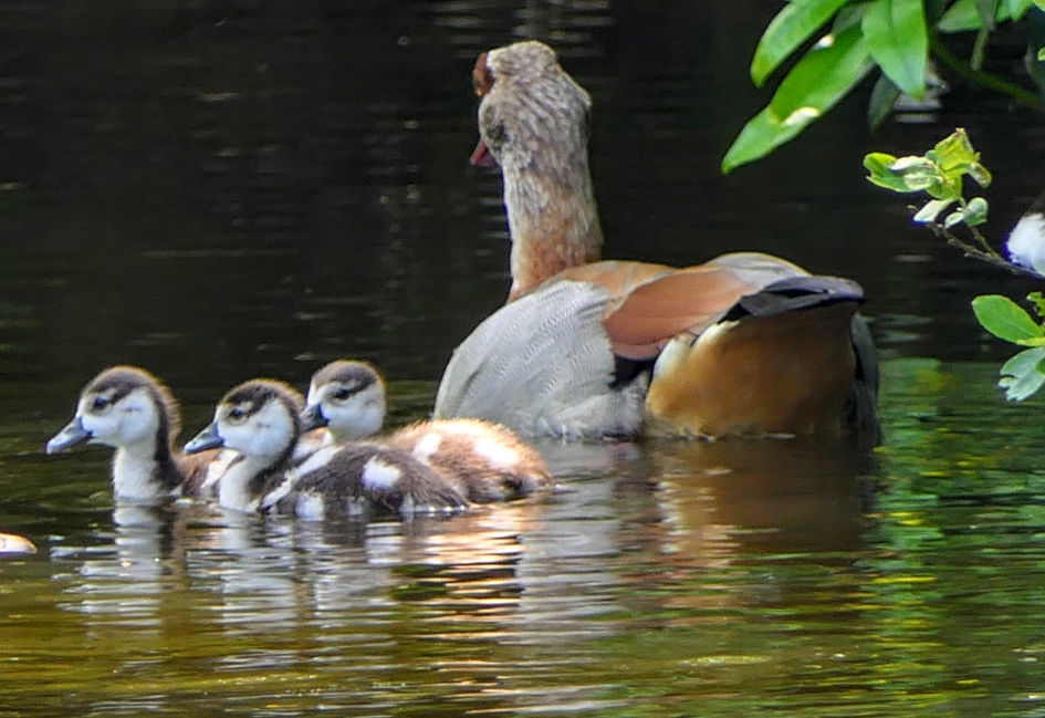 Nijlganzen - Vogels - Nijlgans