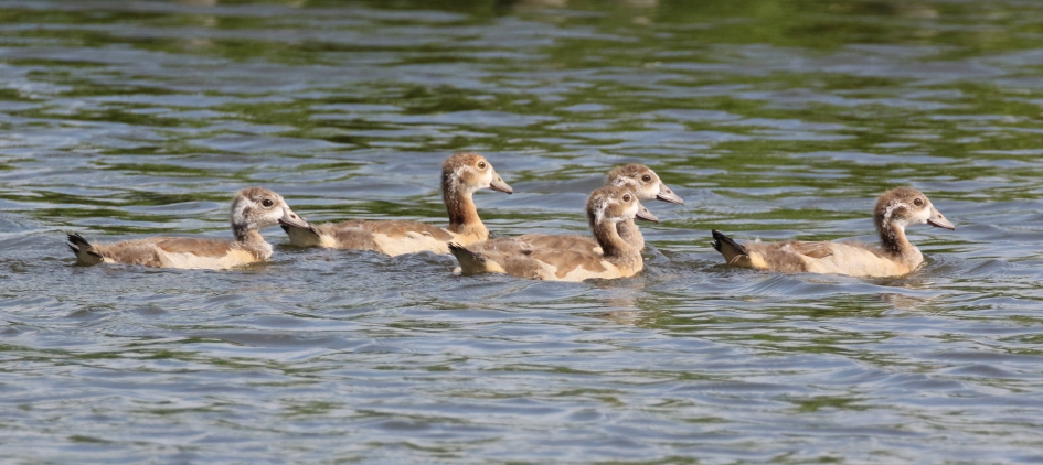 Nijlpubers - Vogels - 