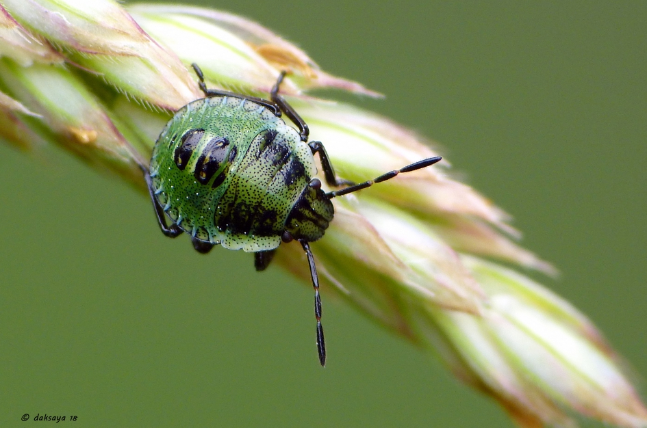 Nimf groene stinkwants - Geleedpotigen - 