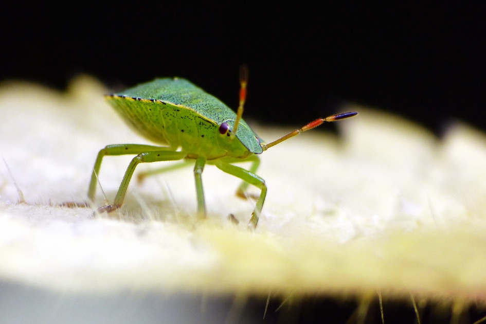 Nimf groene stinkwants - Geleedpotigen - Groene stinkwants