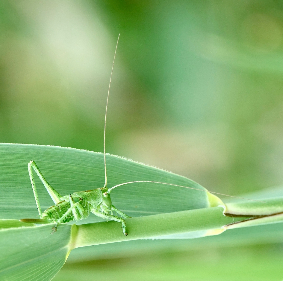 Nimf in het groen - Geleedpotigen - Sprinkhaan