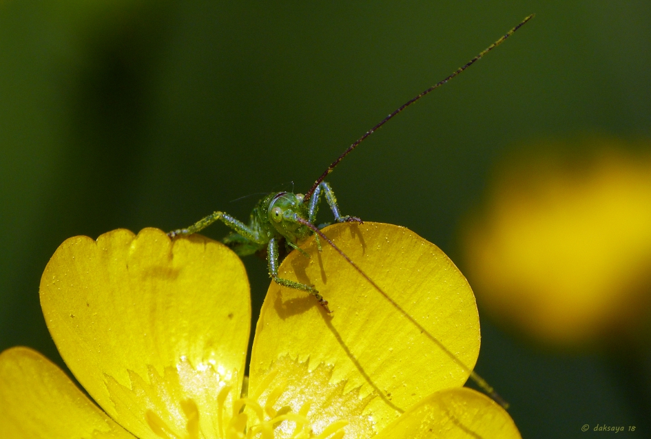Nimf struiksprinkhaan - Geleedpotigen - 