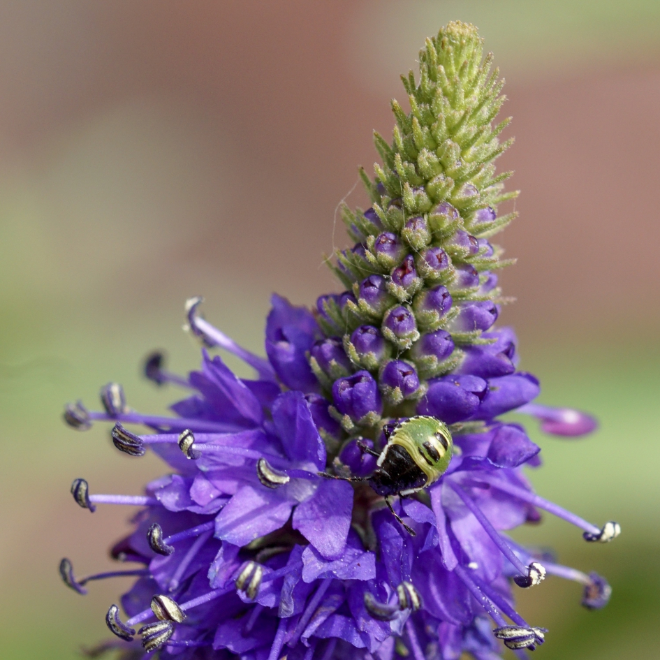 Nimf van groene schildwants op salvia - Geleedpotigen - Groene schildwants