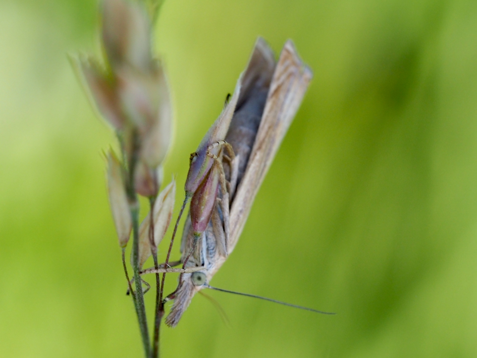 Omdersteboven - Geleedpotigen - Gewone grasmot
