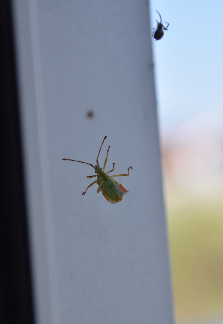 Onbekende beestjes.... - Geleedpotigen - 