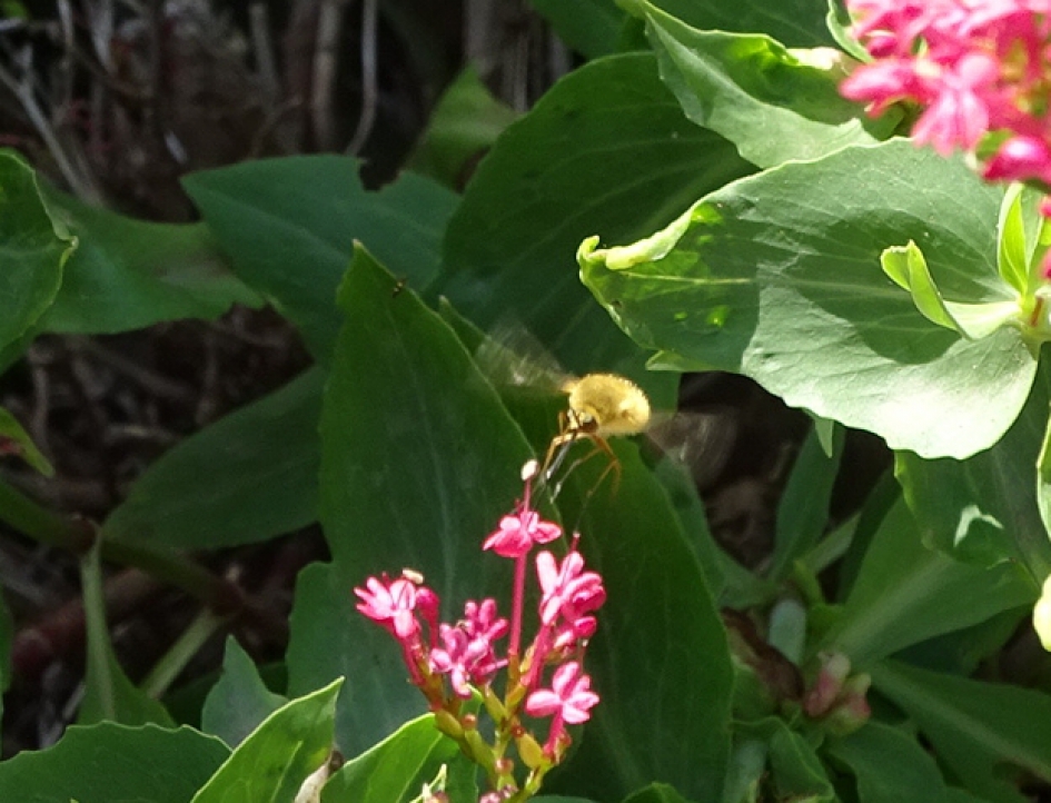 Onbekend insect - Geleedpotigen - 