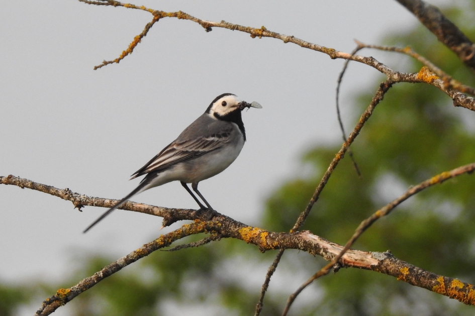 Onderweg naar de kindjes - Vogels - Witte kwikstaart