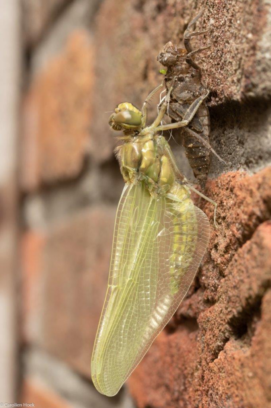 Onderweg naar een 2de leven - Geleedpotigen - Gewone Oeverlibel