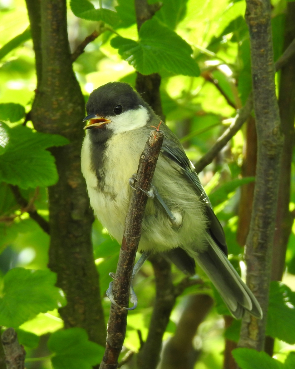 Ondeugd! - Vogels - Koolmees