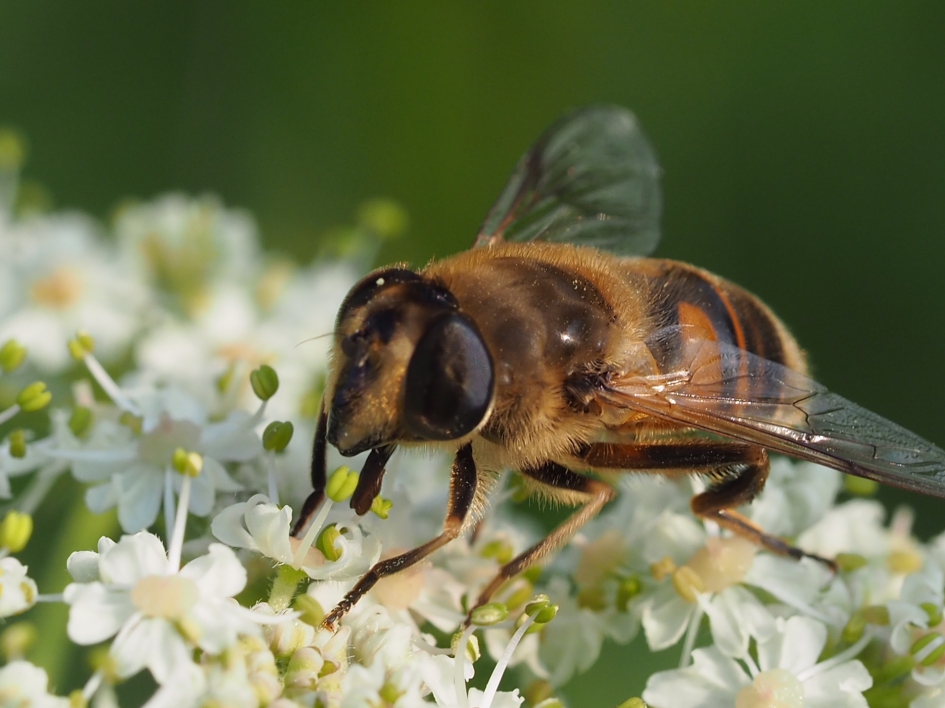 Oogcontact - Geleedpotigen - Zweefvlieg, blinde bij?