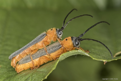 Oogvlekboktor (Oberea oculata)