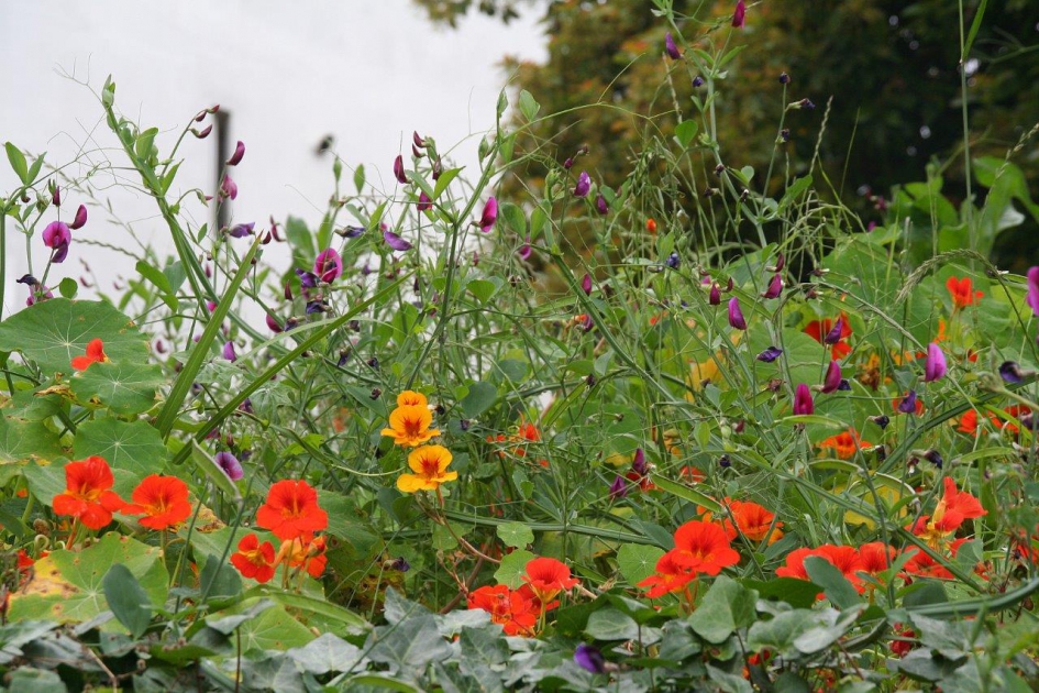 Oostindische kers - Planten - 