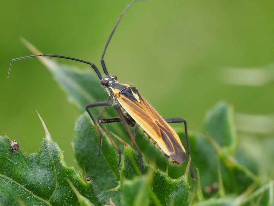 Op de distel - Geleedpotigen - Grote bonte graswants vermoedelijk