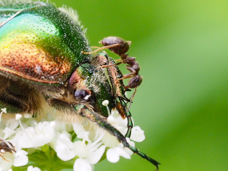 Op de kop gezeten - Geleedpotigen - Gouden tor
