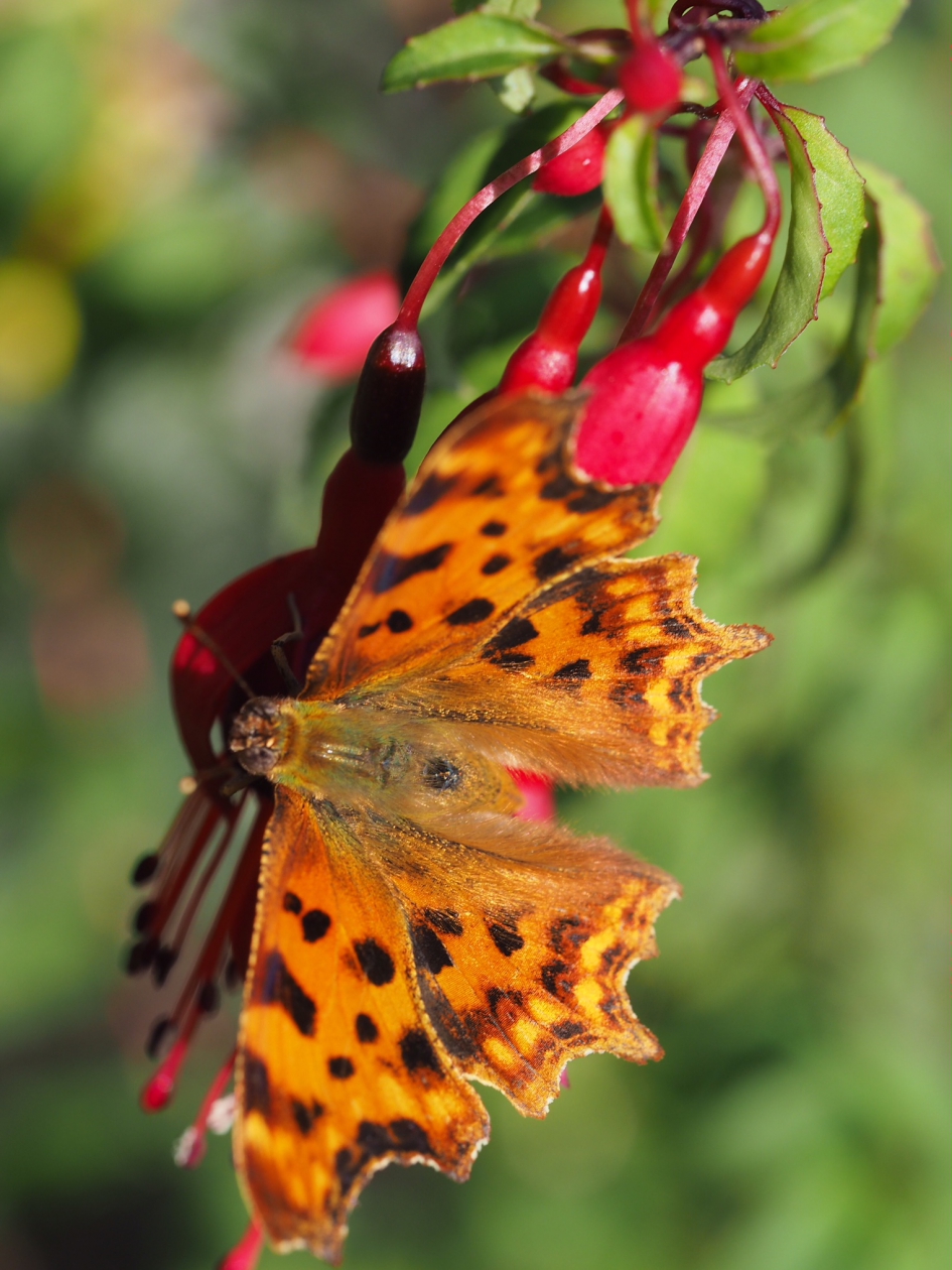 Op onze fuchsia - Geleedpotigen - Gehakkelde aurelia