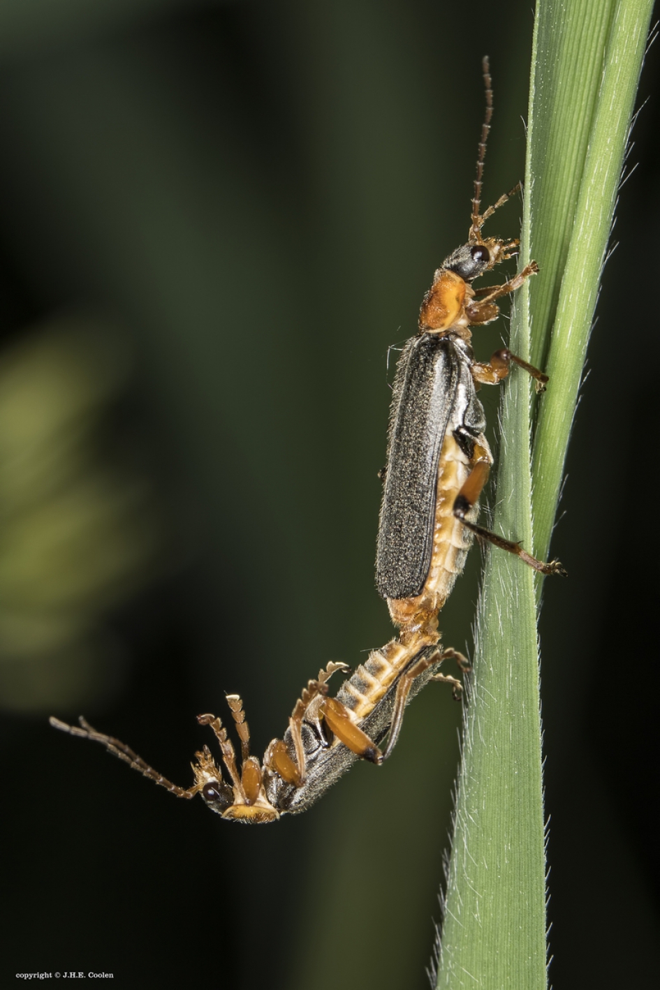 Op sleeptouw - Geleedpotigen - Zwart soldaatje