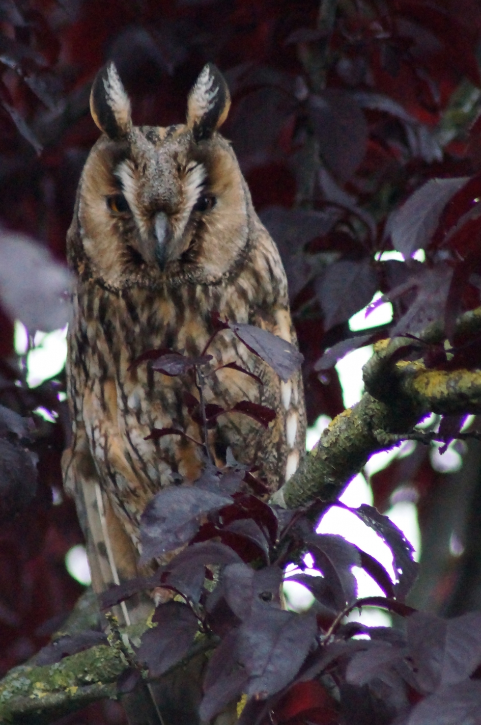 Op Wacht - Vogels - Ransuil