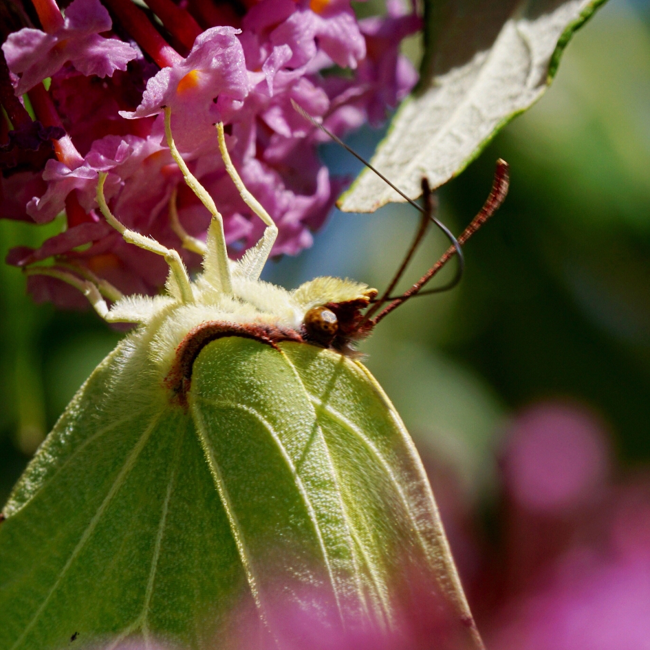 Op z’n kop - Geleedpotigen - 