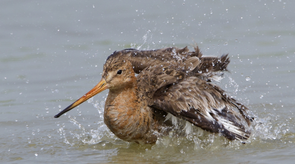 Opfrisser - Vogels - Grutto