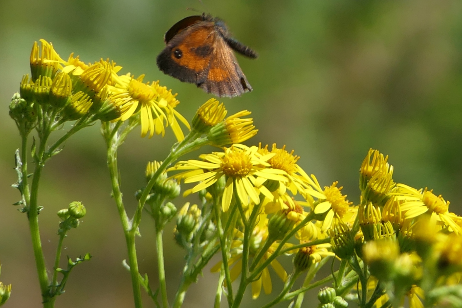Opvliegend vlindertje. - Geleedpotigen - Oranje Zandoogje