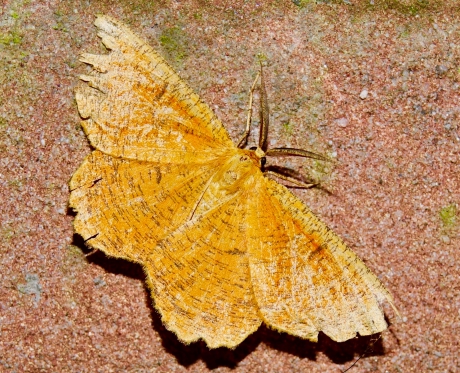 Oranje iepentakvlinder