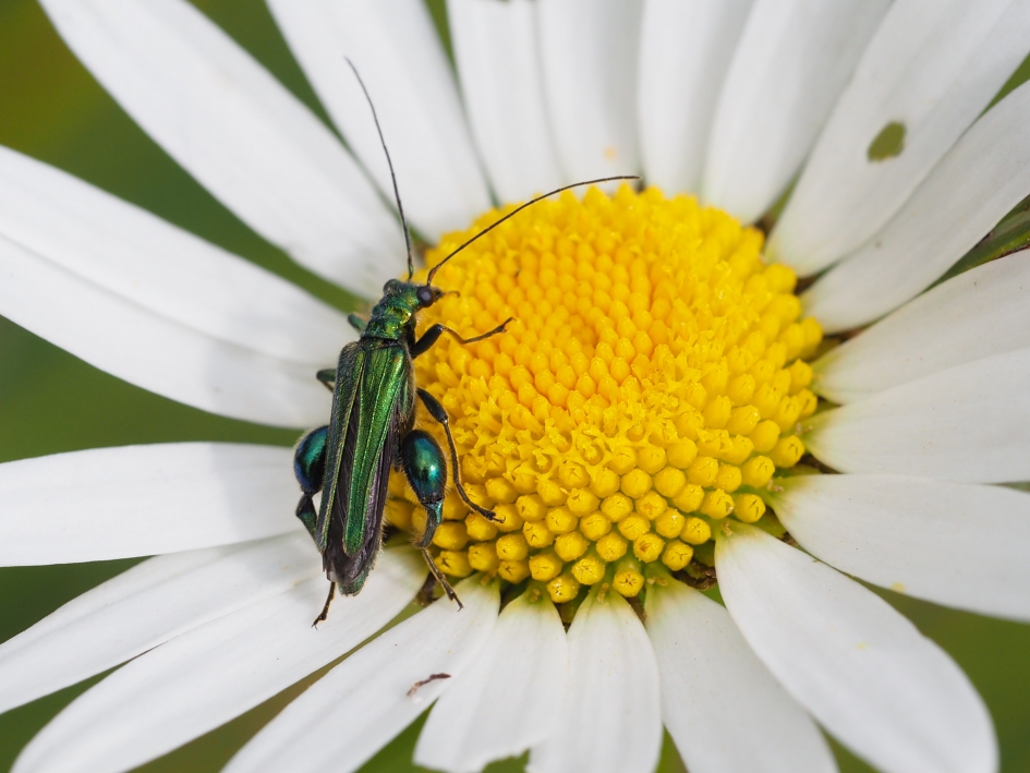 Overal daisys - Geleedpotigen - Fraaie schijnboktor