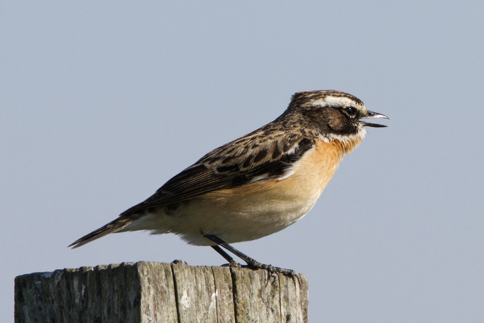 Paap - Vogels - Paap