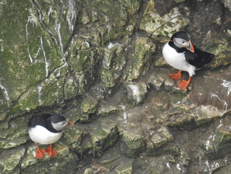 Papegaaiduikers tegen een steile wand - Vogels - Papegaaiduiker