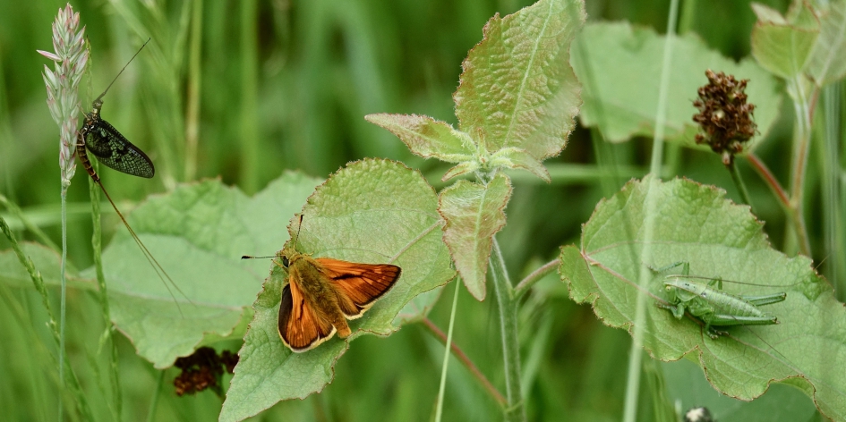 Paradijsje - Geleedpotigen - Eendagsvlieg, Groot dikkopje, Sprinkhaan