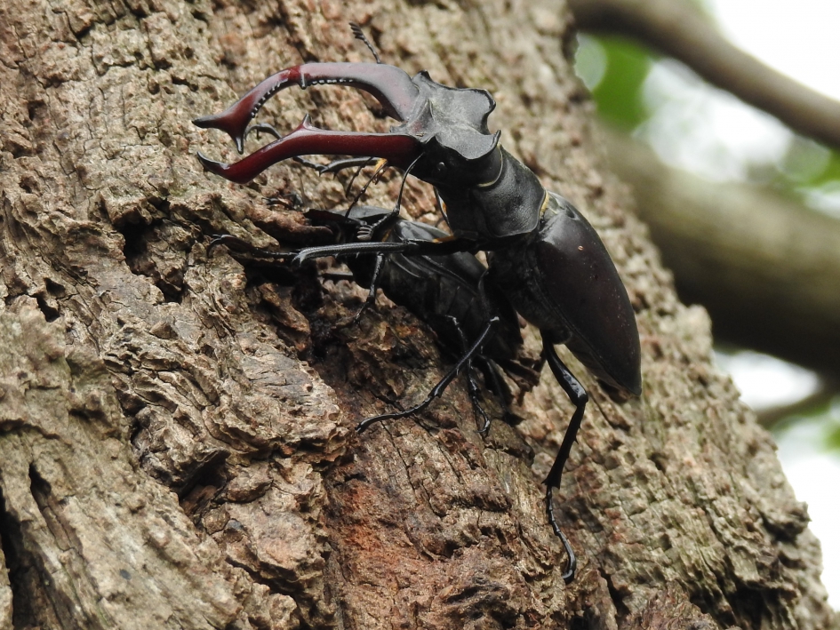 Parend stel van het Vliegend Hert - Geleedpotigen - Vliegend Hert
