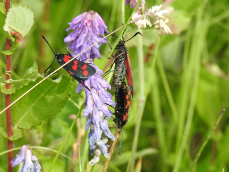 Parende St Jansvlinders
