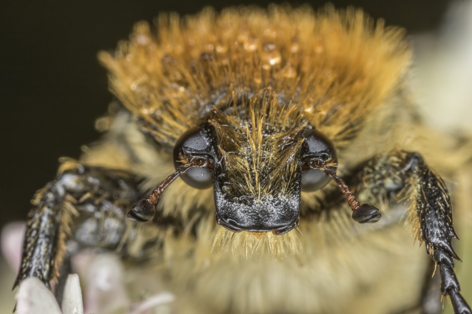 Penseelkever - Geleedpotigen - Penseelkever