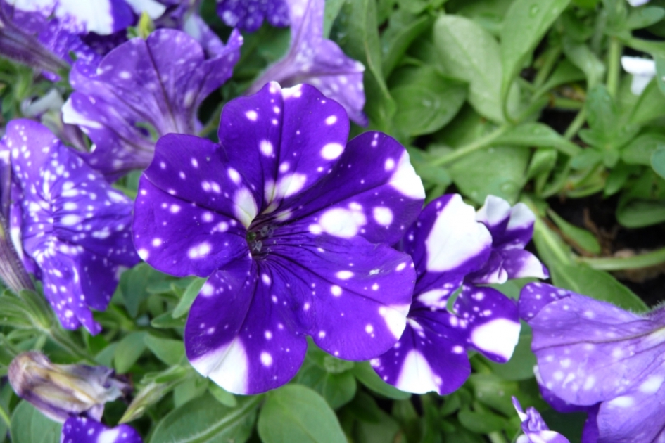 Petunia - Planten - 