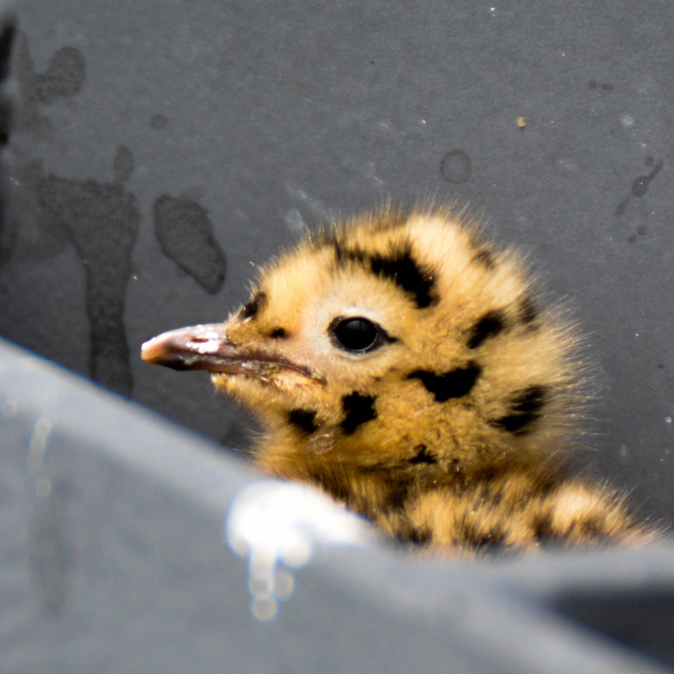 Piep.....kuiken - Vogels - Kopmeeuw