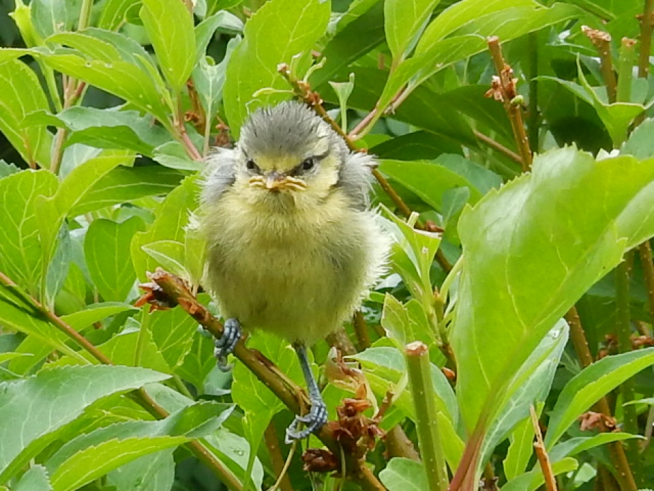 Pimpelmees - Vogels - 