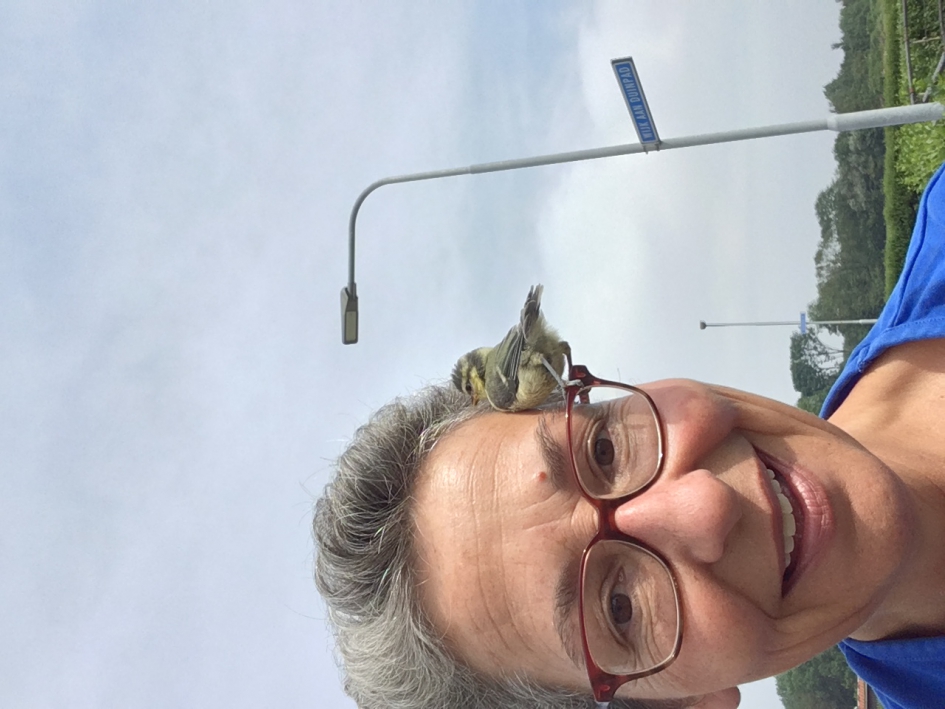 Pimpelmees op bril - Vogels - Pimpelmees